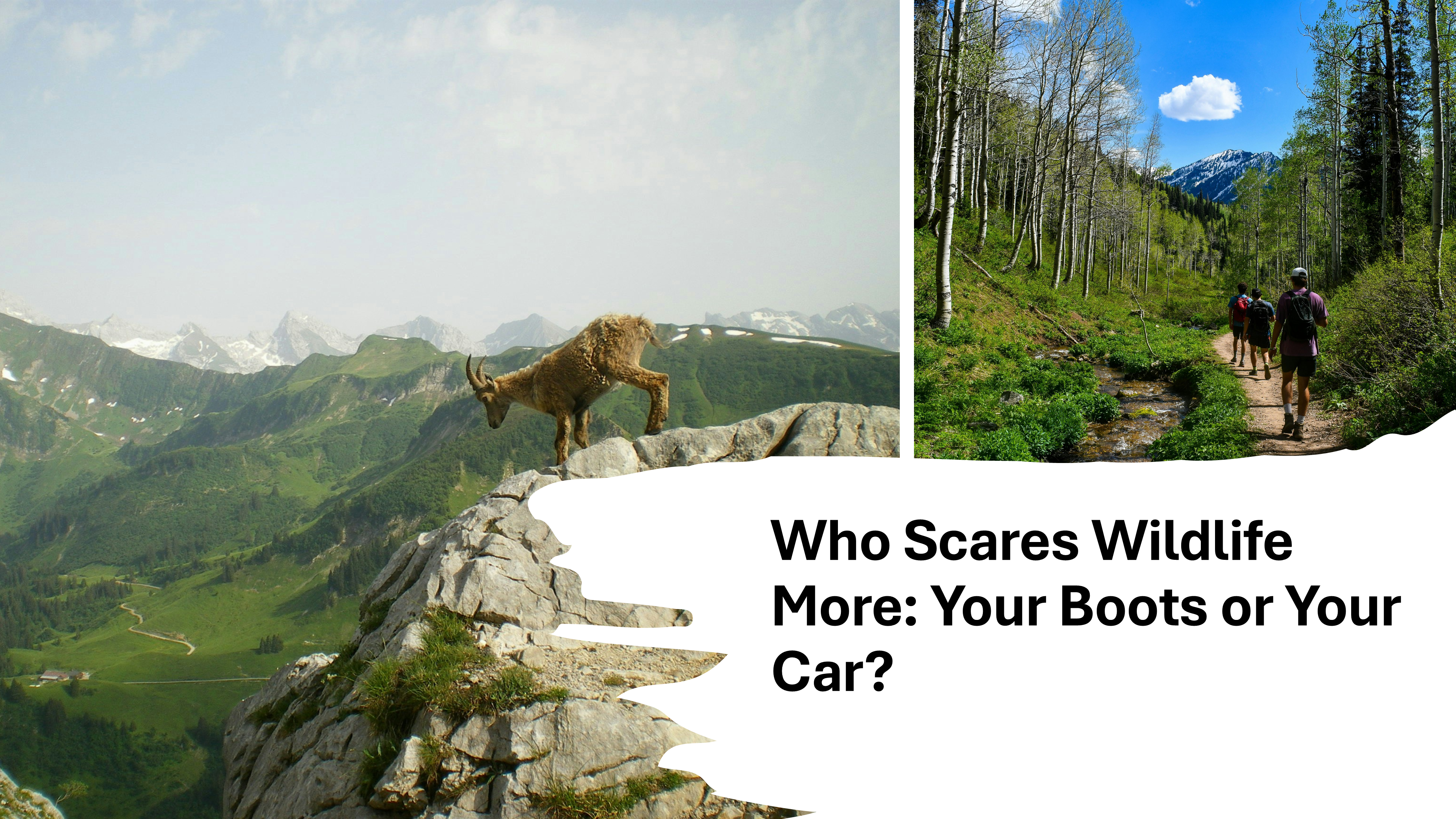 Who scares wildlife more: your boots or your car?